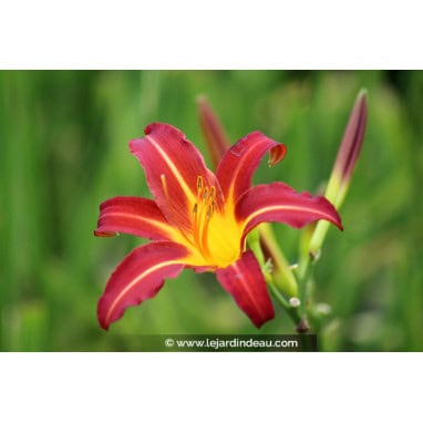 HEMEROCALLIS \'Autumn Red\'