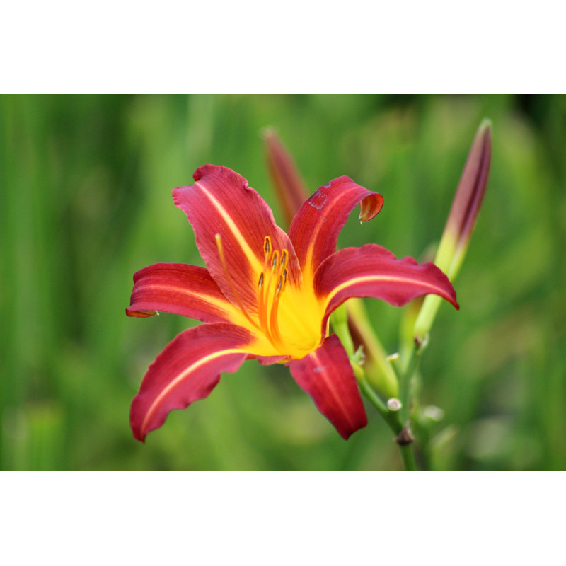 HEMEROCALLIS 'Autumn Red'