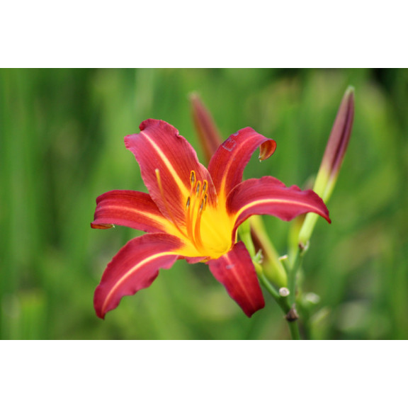 HEMEROCALLIS 'Autumn Red'