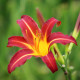 HEMEROCALLIS 'Autumn Red'