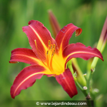 HEMEROCALLIS &#039;Autumn Red&#039;