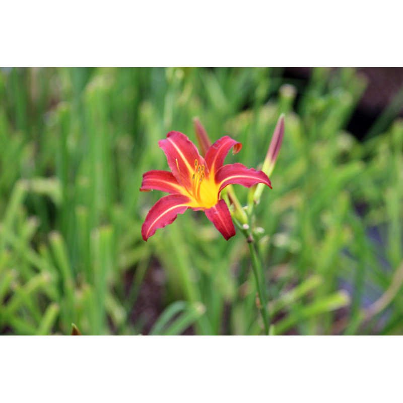 HEMEROCALLIS 'Autumn Red'