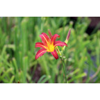 HEMEROCALLIS 'Autumn Red'