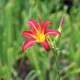 HEMEROCALLIS 'Autumn Red'