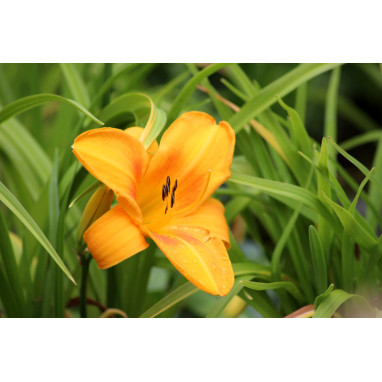 HEMEROCALLIS \'Burning Daylight\'