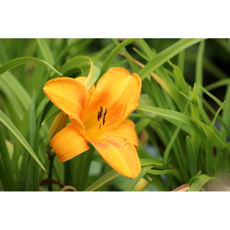 HEMEROCALLIS 'Burning Daylight'