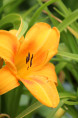 HEMEROCALLIS 'Burning Daylight'