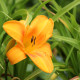 HEMEROCALLIS 'Burning Daylight'