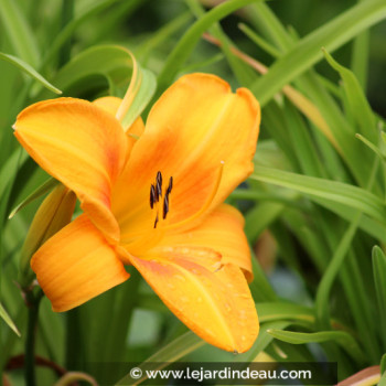 HEMEROCALLIS &#039;Burning Daylight&#039;