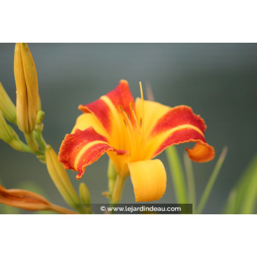 HEMEROCALLIS \'Frans Hals\'