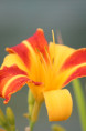 HEMEROCALLIS 'Frans Hals'