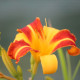 HEMEROCALLIS 'Frans Hals'