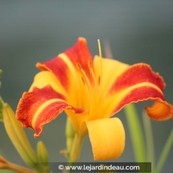 HEMEROCALLIS &#039;Frans Hals&#039;