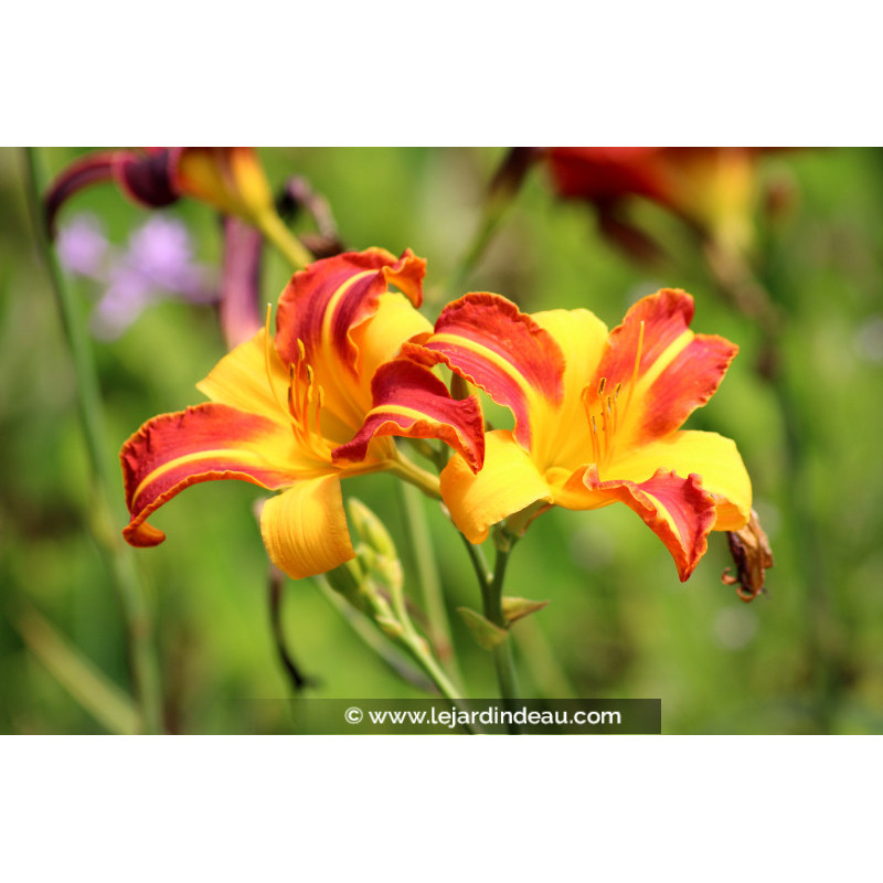 HEMEROCALLIS 'Frans Hals'
