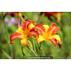 HEMEROCALLIS 'Frans Hals'