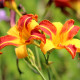 HEMEROCALLIS 'Frans Hals'