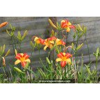 HEMEROCALLIS 'Frans Hals'