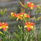 HEMEROCALLIS 'Frans Hals'