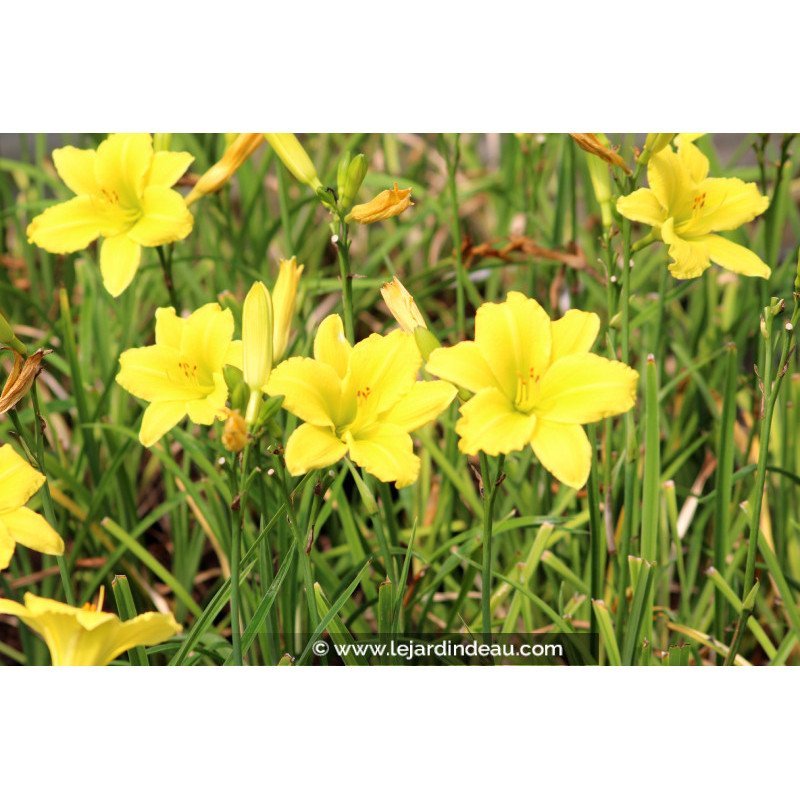 HEMEROCALLIS 'Green Flutter'