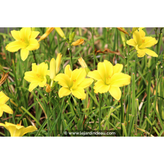 HEMEROCALLIS 'Green Flutter'