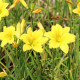HEMEROCALLIS 'Green Flutter'