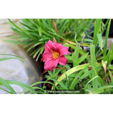 HEMEROCALLIS \'Little Wine Cup\'