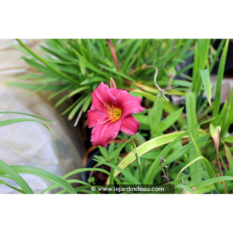 HEMEROCALLIS 'Little Wine Cup' HEMEROCALLIS 'Little Wine Cup'