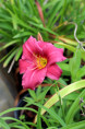 HEMEROCALLIS 'Little Wine Cup'
