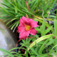HEMEROCALLIS 'Little Wine Cup'
