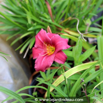 HEMEROCALLIS &#039;Little Wine Cup&#039;
