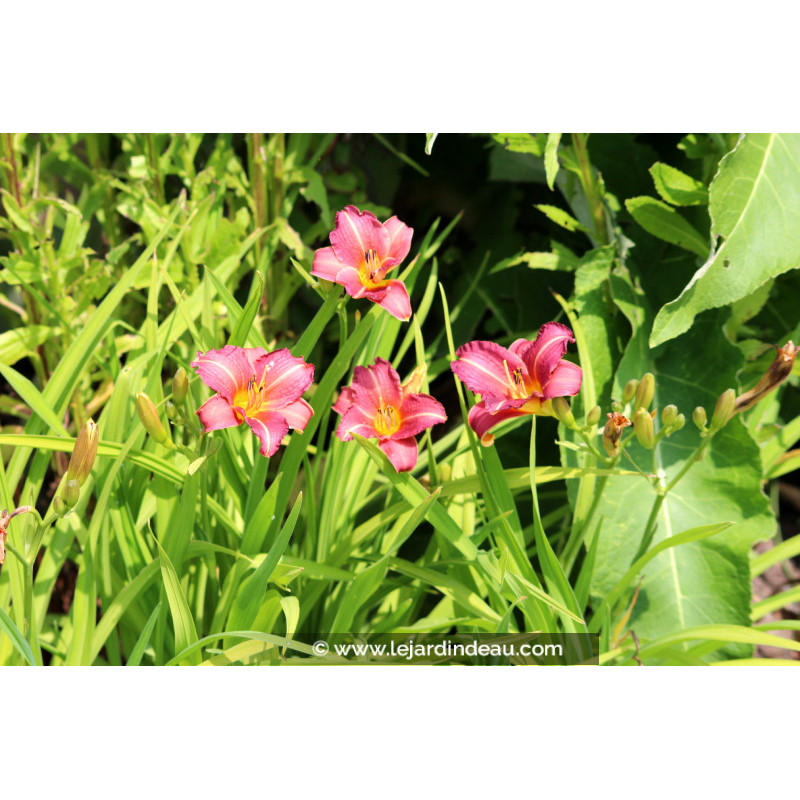 HEMEROCALLIS 'Little Wine Cup' HEMEROCALLIS 'Little Wine Cup'