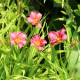 HEMEROCALLIS 'Little Wine Cup'