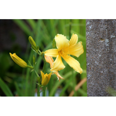 HEMEROCALLIS \'Mission Bells\'