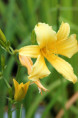 HEMEROCALLIS 'Mission Bells'