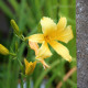 HEMEROCALLIS 'Mission Bells'