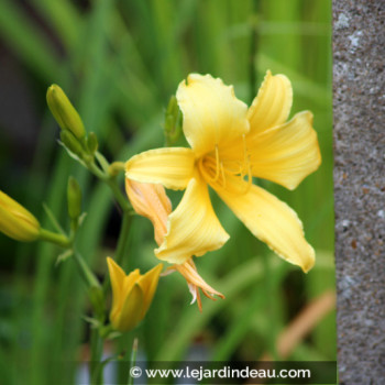 HEMEROCALLIS &#039;Mission Bells&#039;