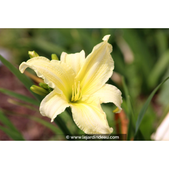 HEMEROCALLIS 'Moment Of Truth'