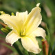 HEMEROCALLIS 'Moment Of Truth'