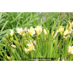 HEMEROCALLIS 'Moment Of Truth'