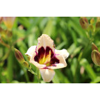 HEMEROCALLIS 'Moonlight Masquerade'