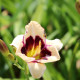 HEMEROCALLIS 'Moonlight Masquerade'