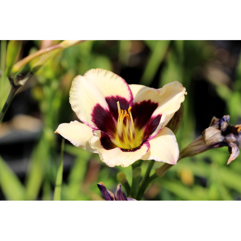 HEMEROCALLIS 'Moonlight Masquerade'