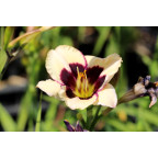 HEMEROCALLIS 'Moonlight Masquerade'