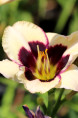 HEMEROCALLIS 'Moonlight Masquerade'