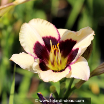 HEMEROCALLIS &#039;Moonlight Masquerade&#039;