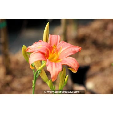 HEMEROCALLIS \'Pink Damask\' - Hémérocalle / lys d\'un jour