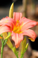 HEMEROCALLIS 'Pink Damask'