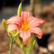 HEMEROCALLIS 'Pink Damask'