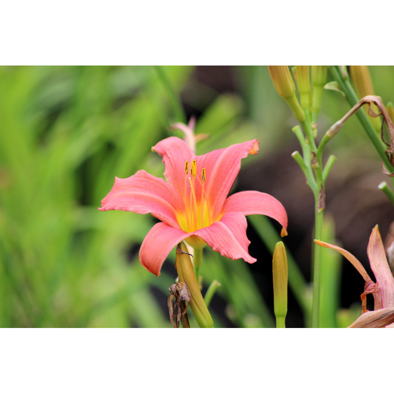 HEMEROCALLIS 'Pink Damask'