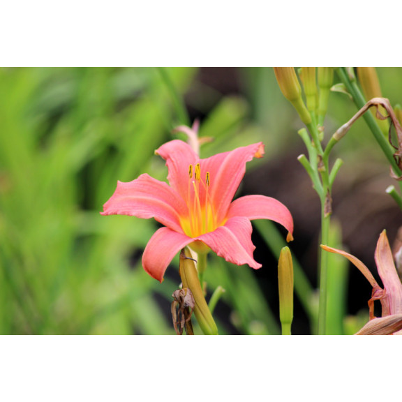 HEMEROCALLIS 'Pink Damask'